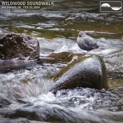 Chad Crouch - Wildwood Soundwalk [24-bit Hi-Res] (2024) FLAC